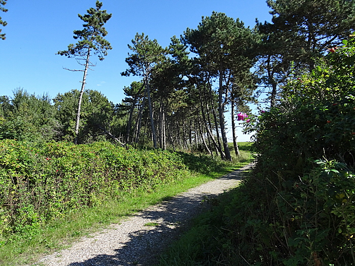 aeroe drejetwald bild 01